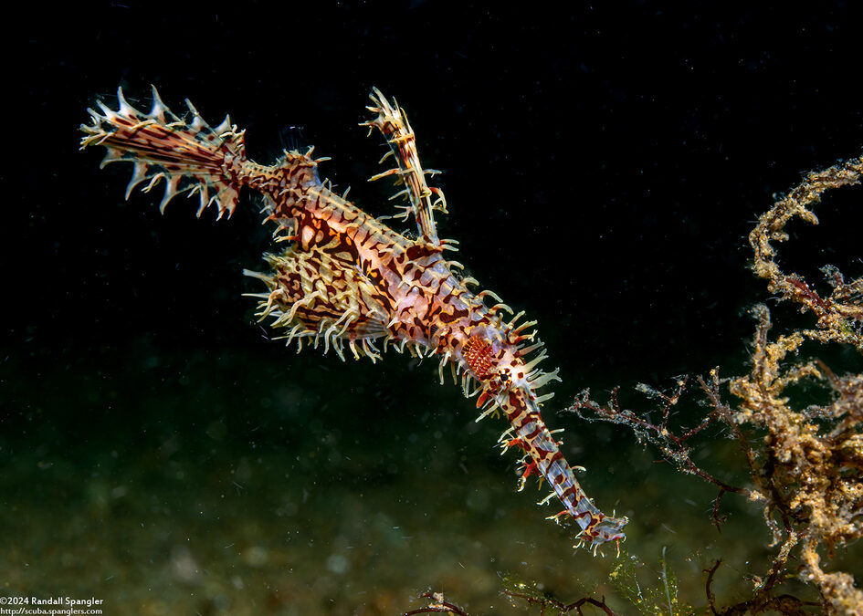 Solenostomus paradoxus (Ornate Ghost Pipefish)