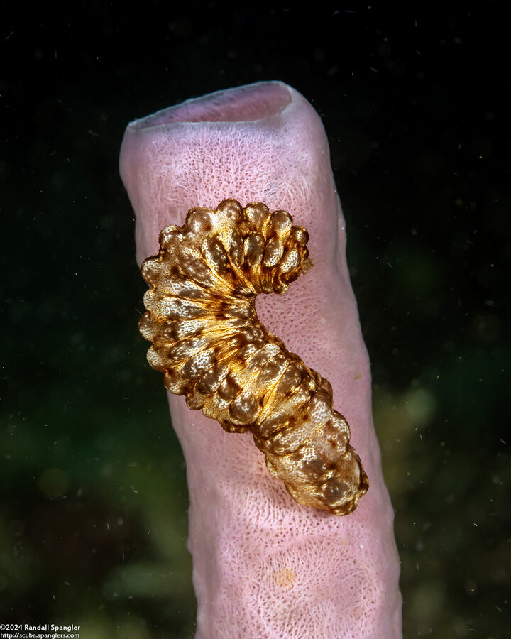 Opheodesoma spectabilis (Conspicuous Sea Cucumber)