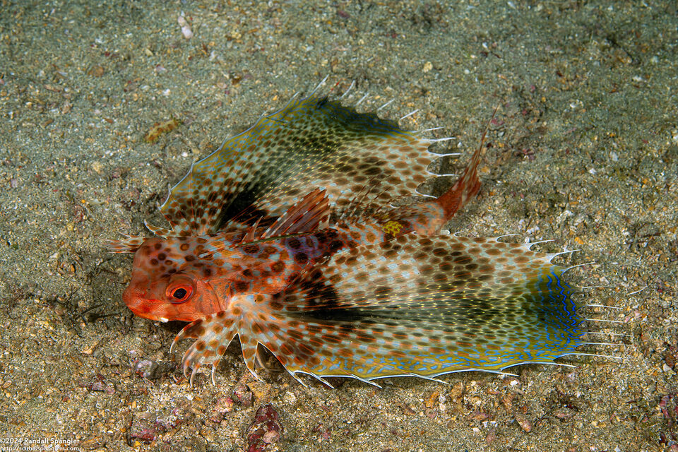 Dactyloptena orientalis (Helmut Gurnard)