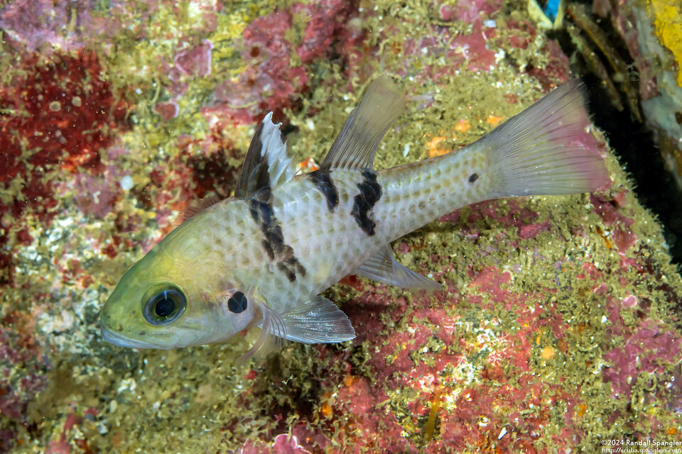 Pristicon trimaculatus (Threespot Cardinalfish)