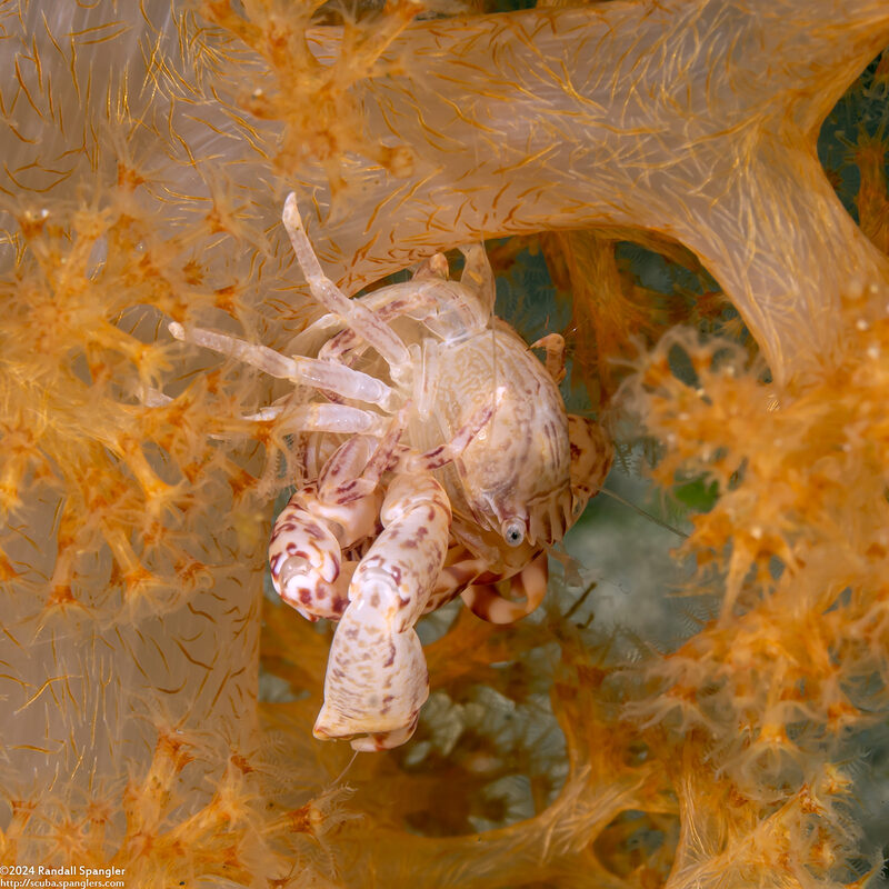 Lissoporcellana nakasonei (Soft Coral Porcelain Crab); Mating