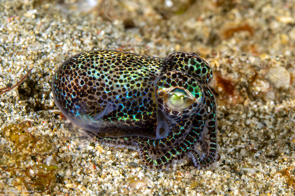 Euprymna berryi (Berry's Bobtail Squid)