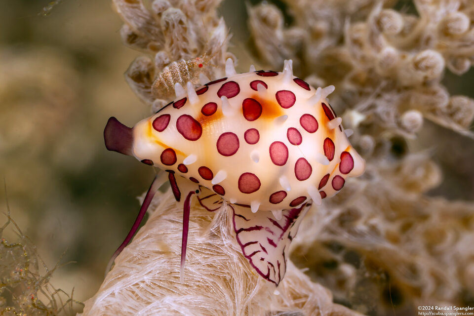 Diminovula aurantiomacula (Yellow-Spotted Egg Shell)
