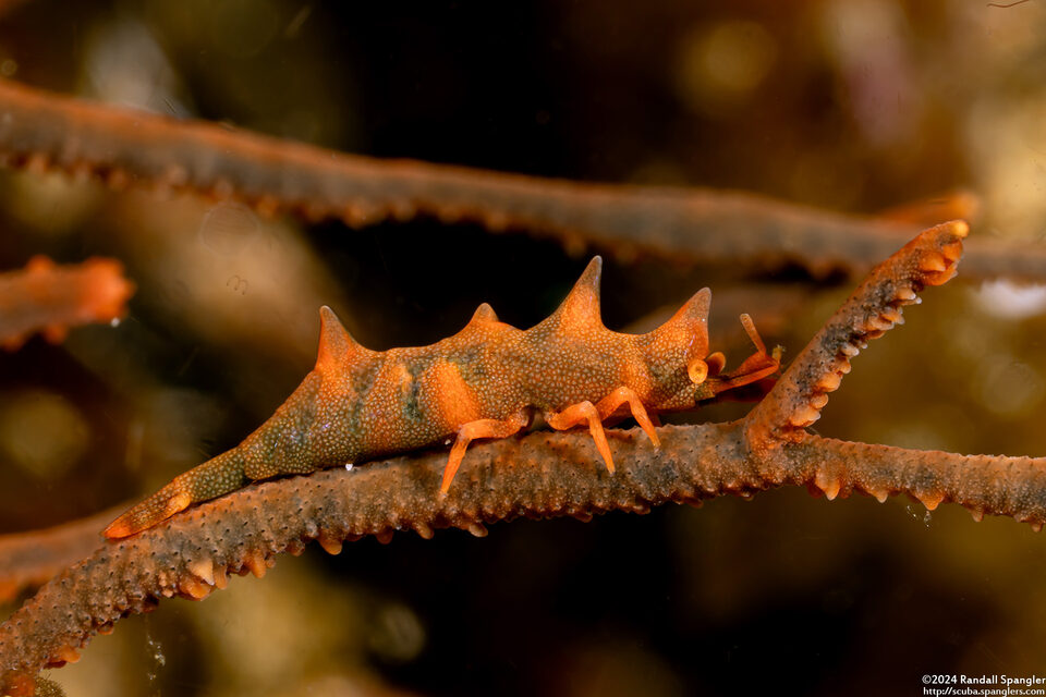 Miropandalus hardingi (Dragon Shrimp)