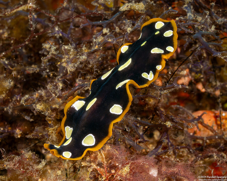 Pseudoceros scintillatus (Brilliant Flatworm)