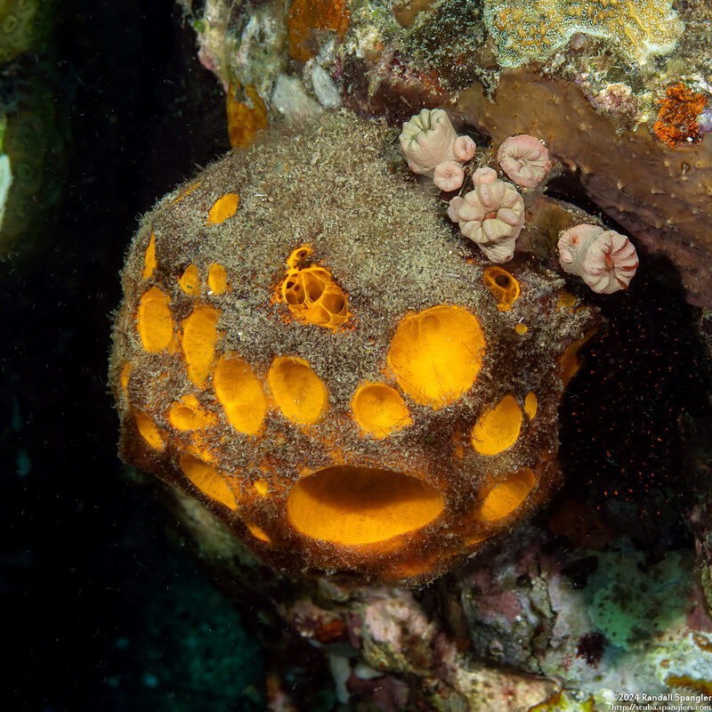 Cinachyrella australiensis (Golf Ball Sponge)