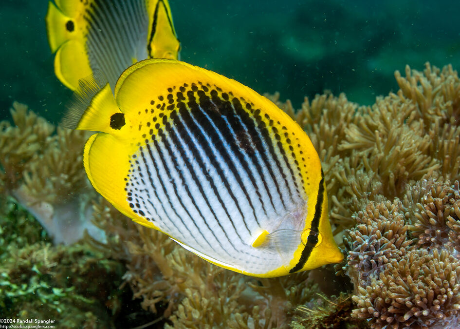 Chaetodon ocellicaudus (Spot-Tail Butterflyfish)