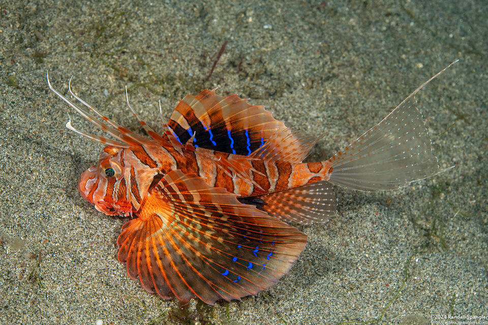 Parapterois heterura (Gurnard Lionfish)