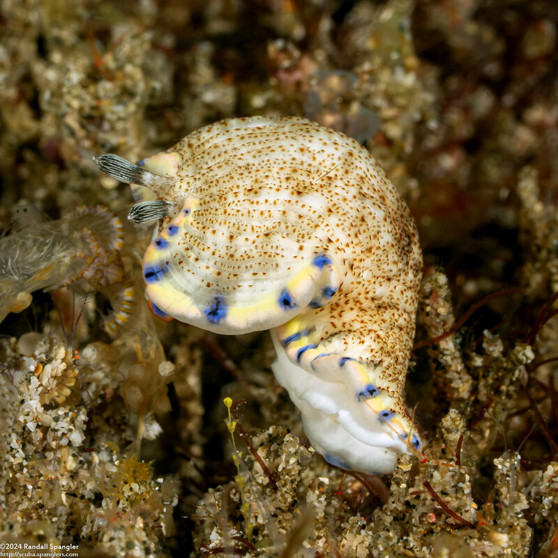 Dermatobranchus caeruleomaculatus (Blue-Spotted Dermatobranchus)