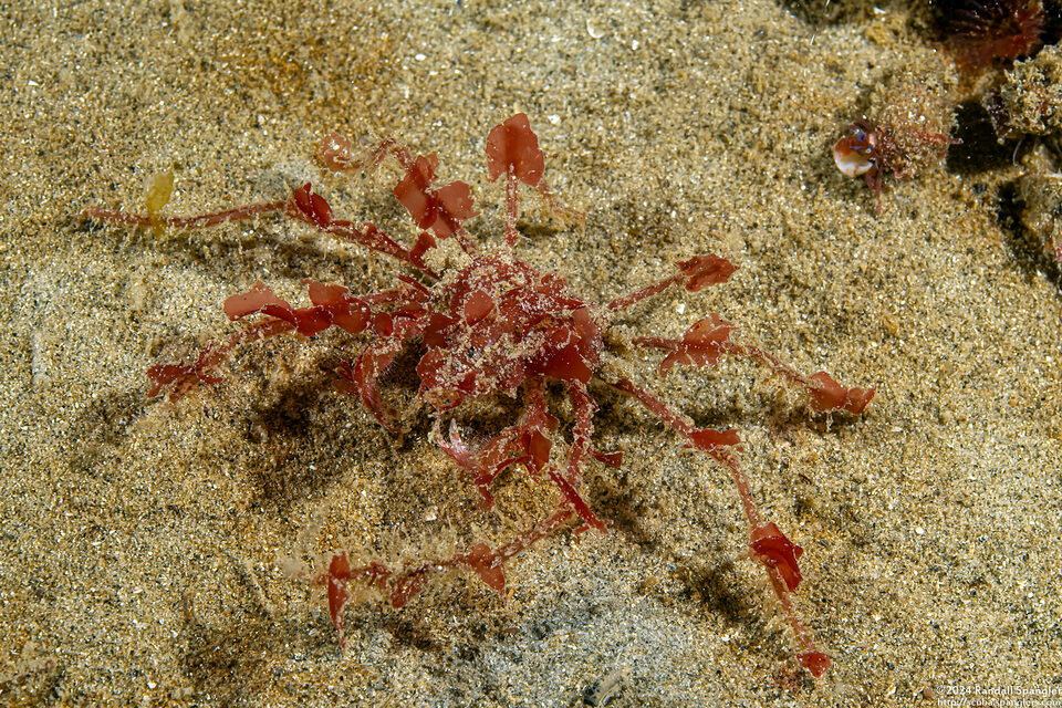 Oregonia gracilis (Graceful Decorator Crab)