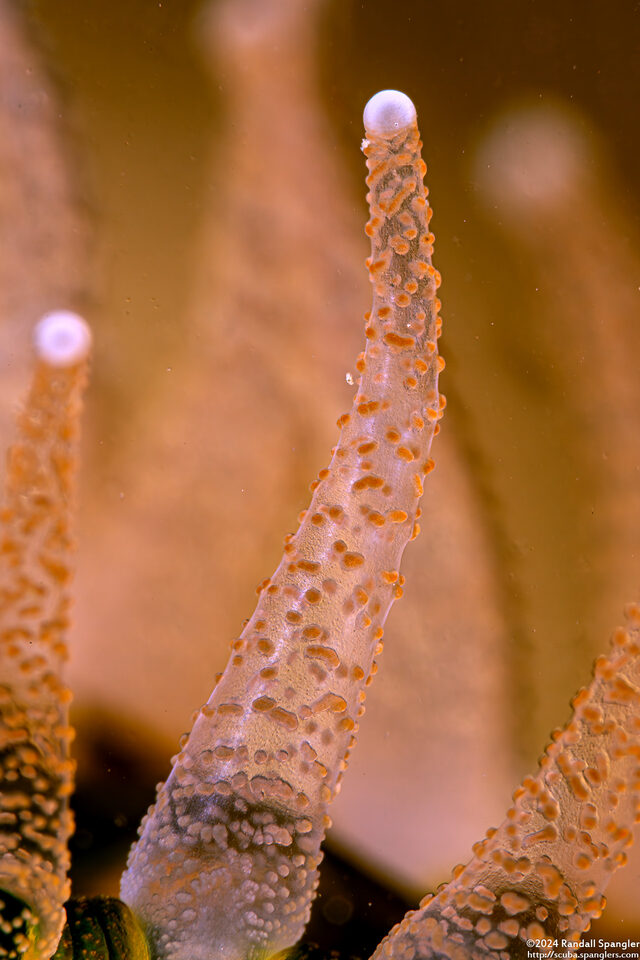 Paracyathus stearnsii (Brown Cup Coral); Close-up of tentacle