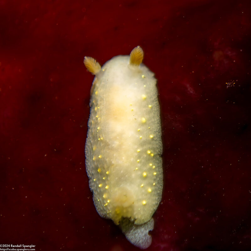 Cadlina modesta (Modest Cadlina)