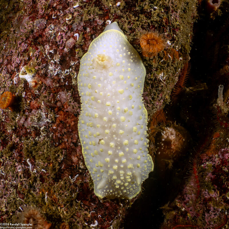 Cadlina luteomarginata (Yellow Margin Cadlina)