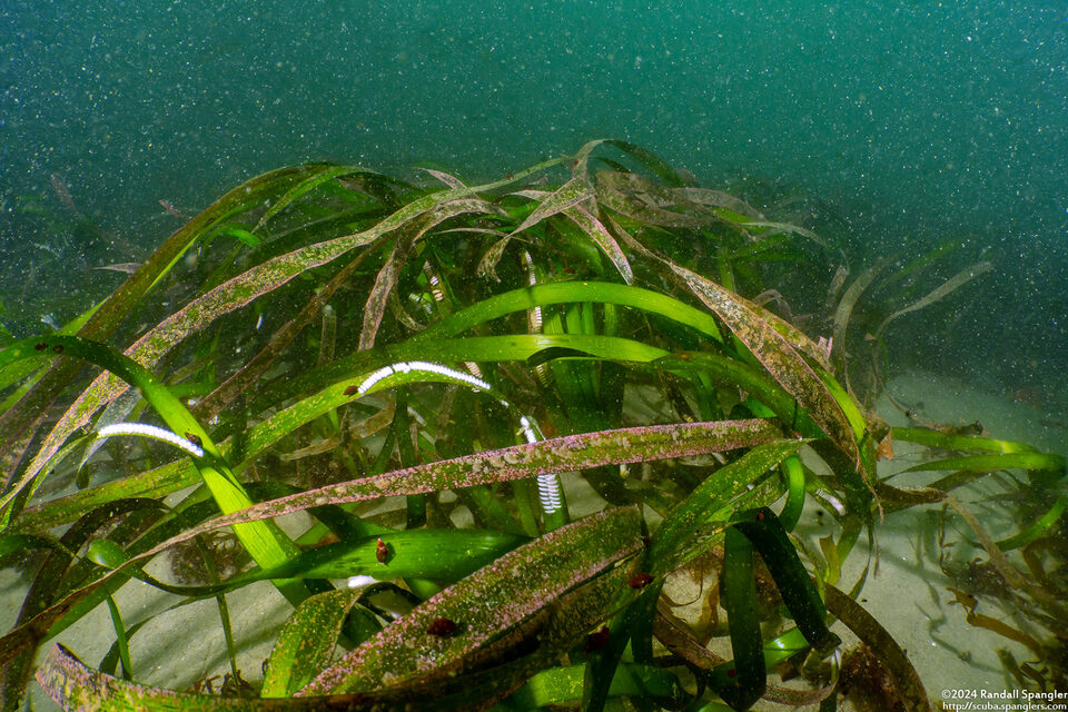 Zostera marina (Eel Grass)