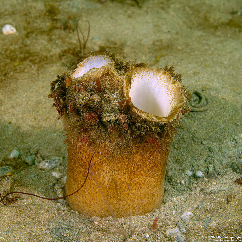 Panopea generosa (Geoduck Clam)