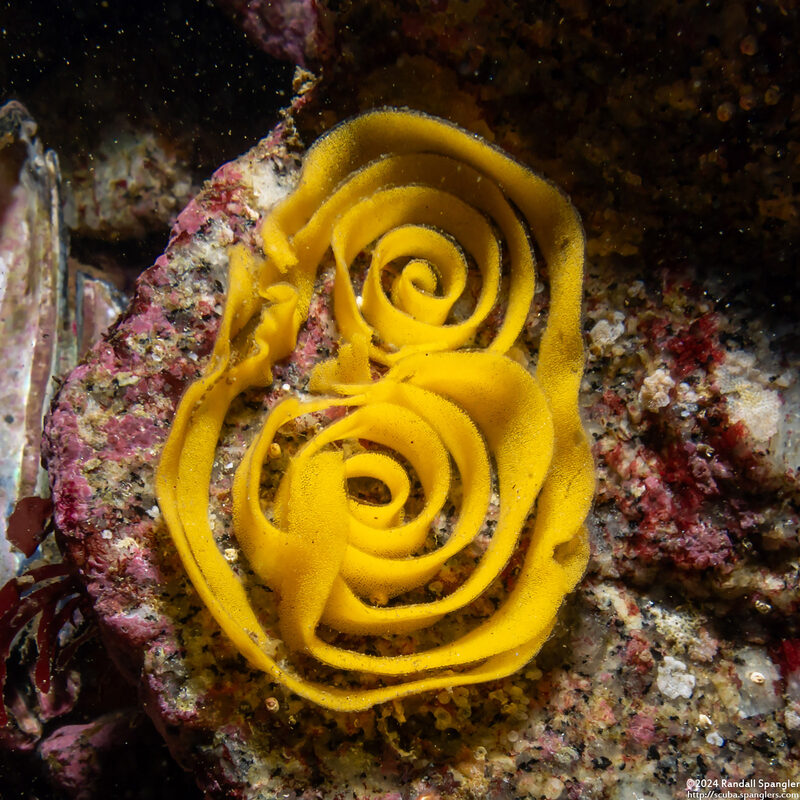 Doriopsilla fulva (White-Speckled Dorid)