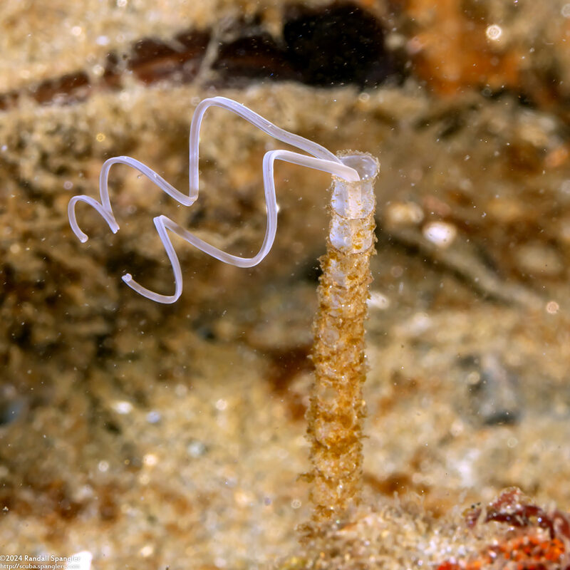 Chaetopteridae sp.1 (Jointed Tubeworm)