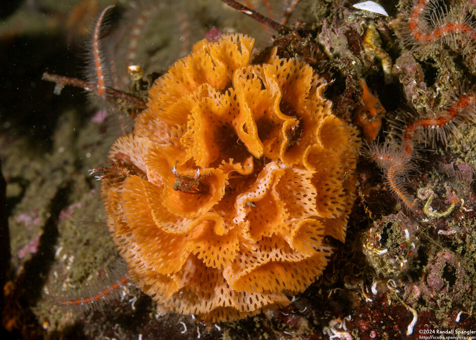 Phidolopora labiata (Lacy Bryozoan)