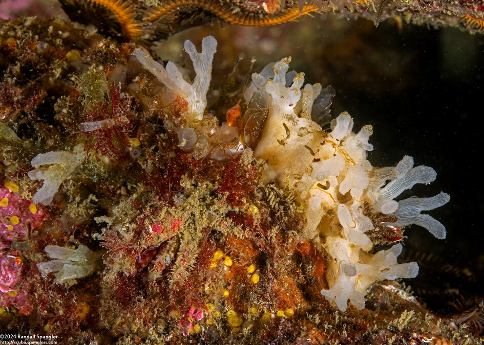 Polymastia pacifica (Aggregated Vase Sponge)