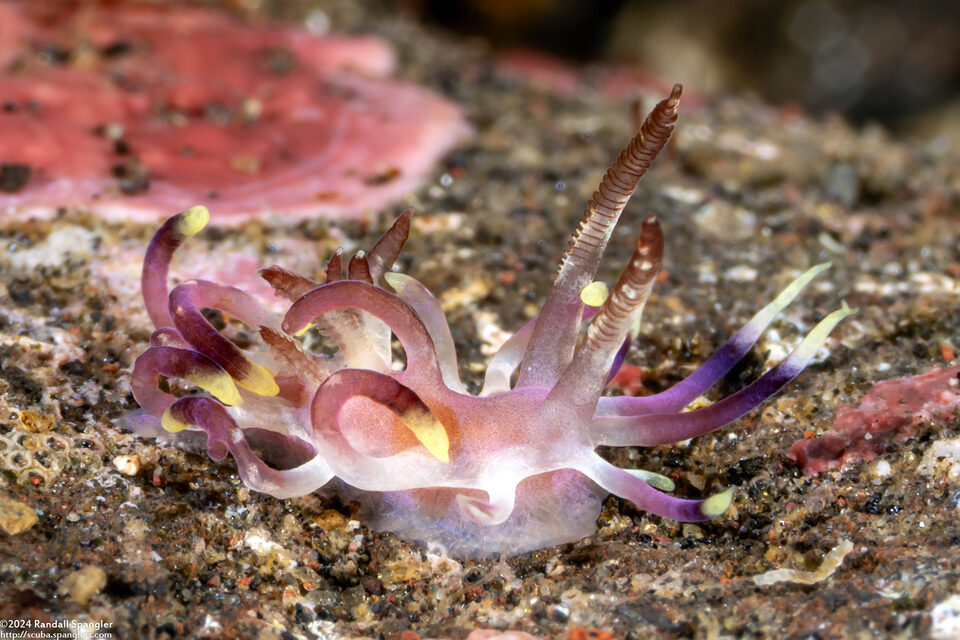 Ceratodoris kendi (Sweet Okenia)