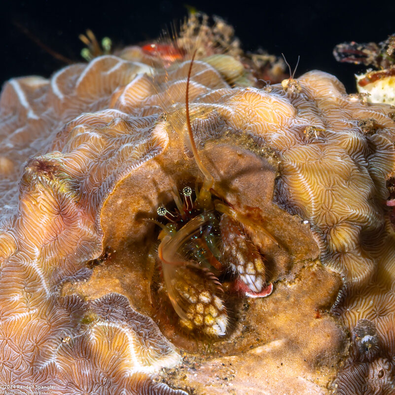 Paguritta morgani (Morgan's Coral Hermit Crab)