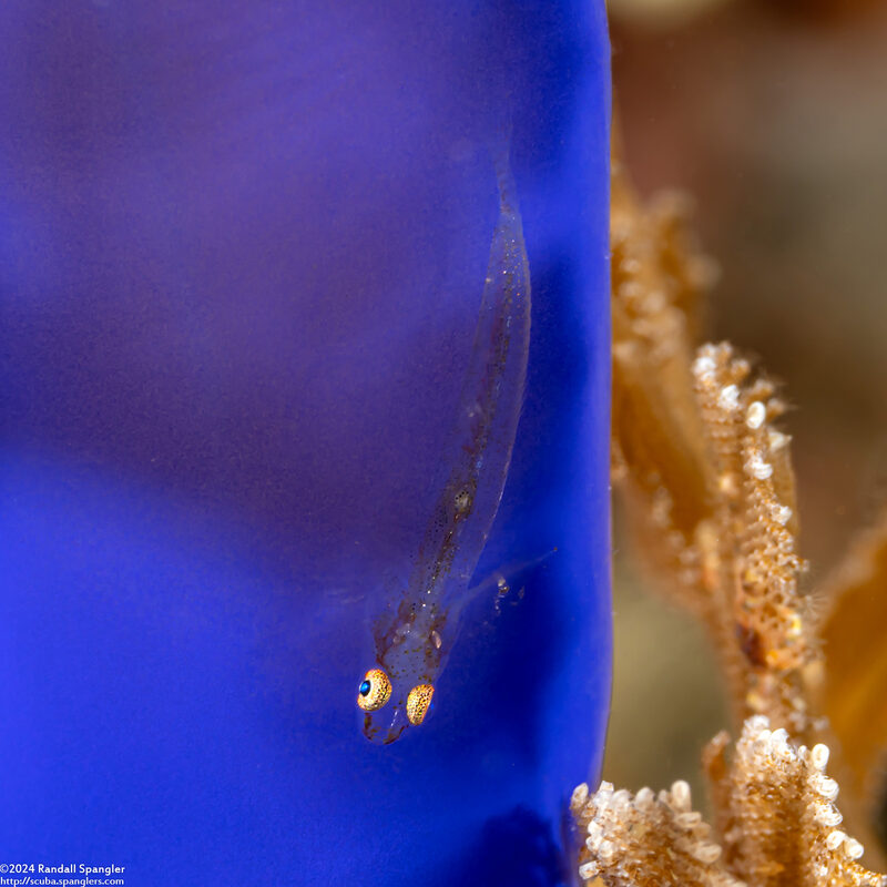 Bryaninops erythrops (Translucent Coral Goby)