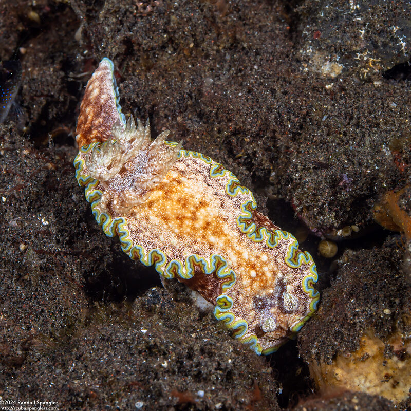 Glossodoris cincta (Girdled Glossodoris)