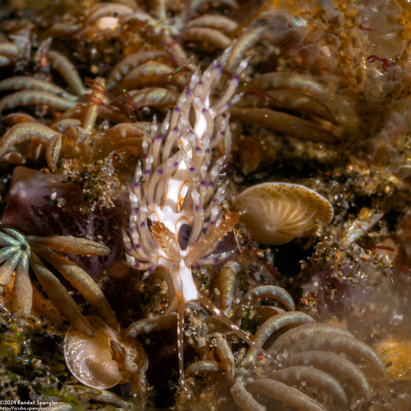 Facelinidae sp.4 (Orange-Lined Facelinid)