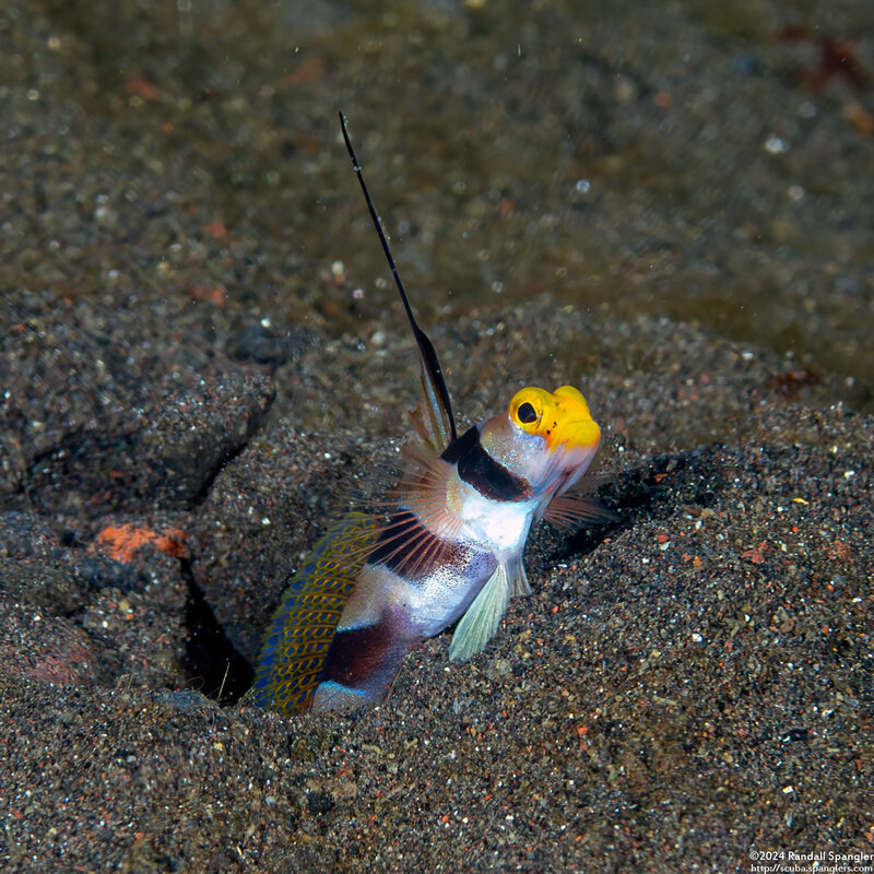 Stonogobiops nematodes (Black-Ray Shrimpgoby)