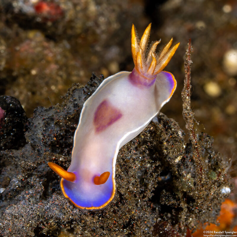 Hypselodoris iba (Red-Spotted Hypselodoris)