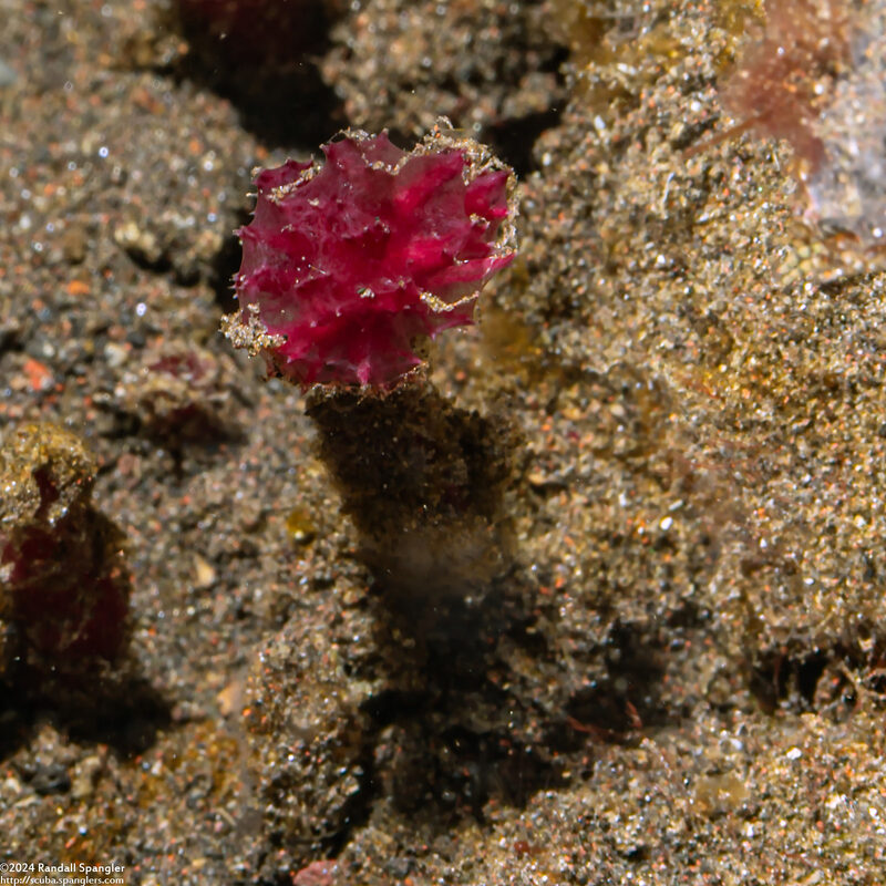 Oceanapia sagittaria (Pink Puffball Sponge)