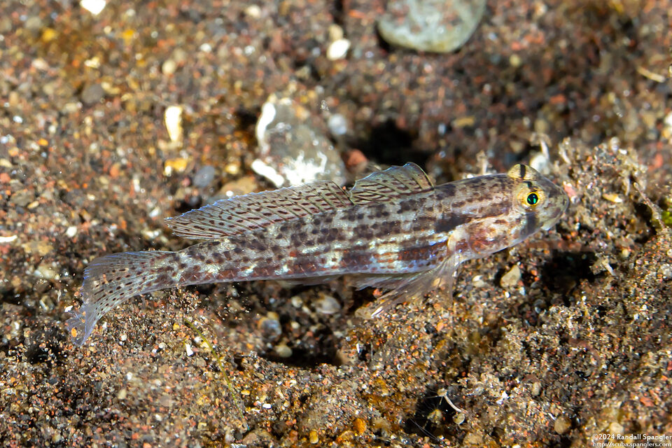 Gnatholepis cauerensis (Shoulderspot Goby)