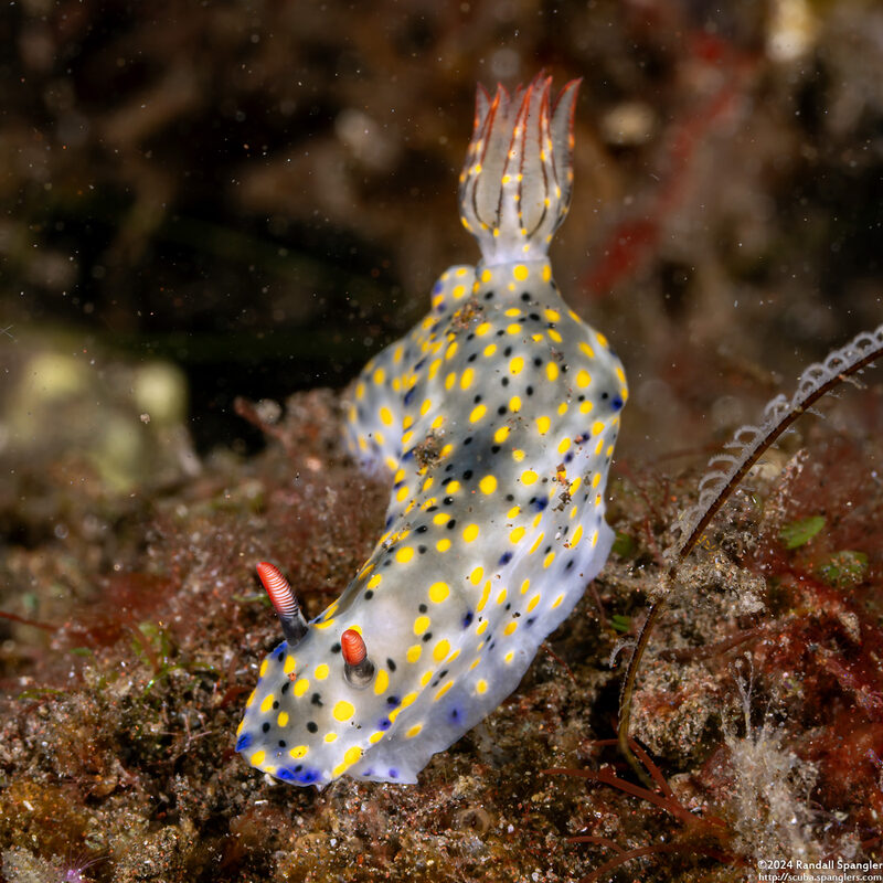 Hypselodoris confetti (Confetti Hypselodoris)