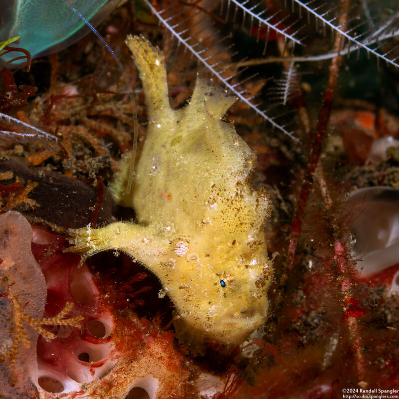 Antennarius randalli (Randall's Frogfish)