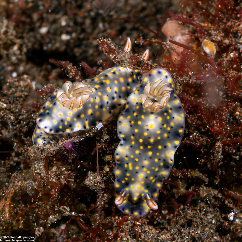 Hypselodoris roo (Roo Hypselodoris)