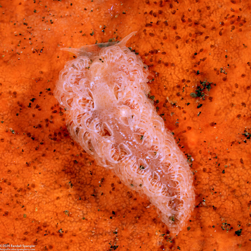 Noumeaella sp.1 (Red Sponge Noumeaella)