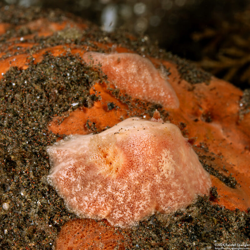 Platydoris sp.1 (Pink Platydoris)