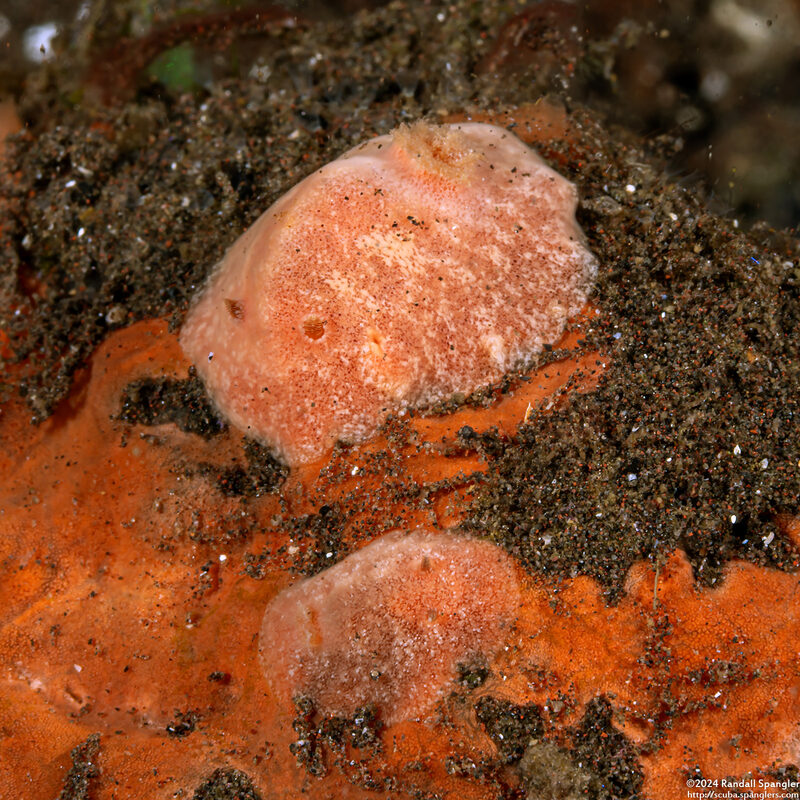 Platydoris sp.1 (Pink Platydoris)