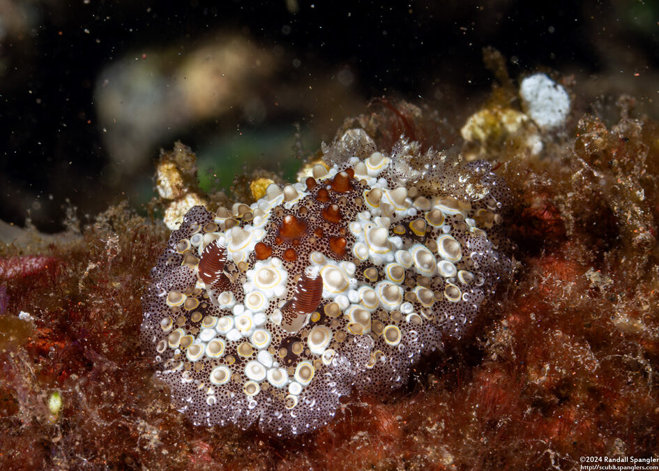 Carminodoris estrelyado (Starry Carminodoris)