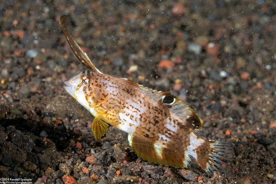 Iniistius pavo (Peacock Razorfish)