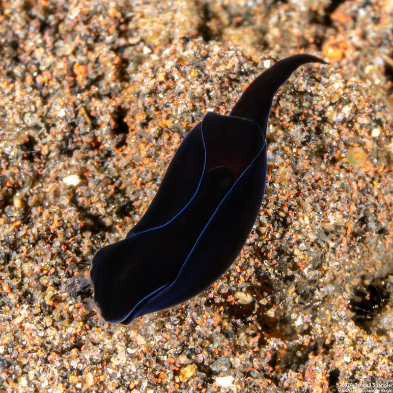 Mariaglaja tsurugensis (Black Chelidonura)