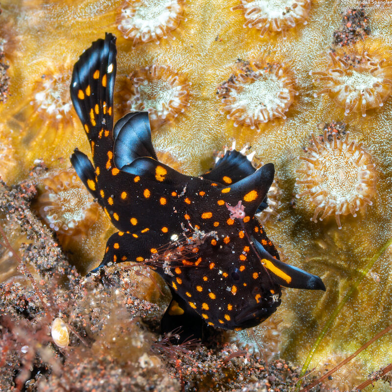 Antennarius pictus (Painted Frogfish)