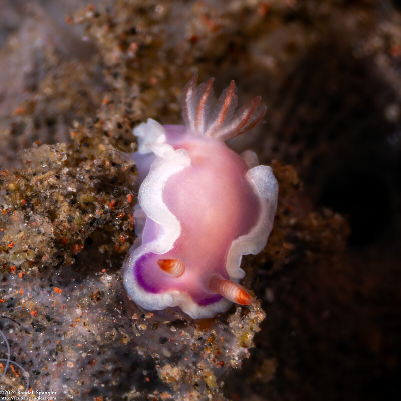 Thorunna halourga (Sea-Purple Thorunna)