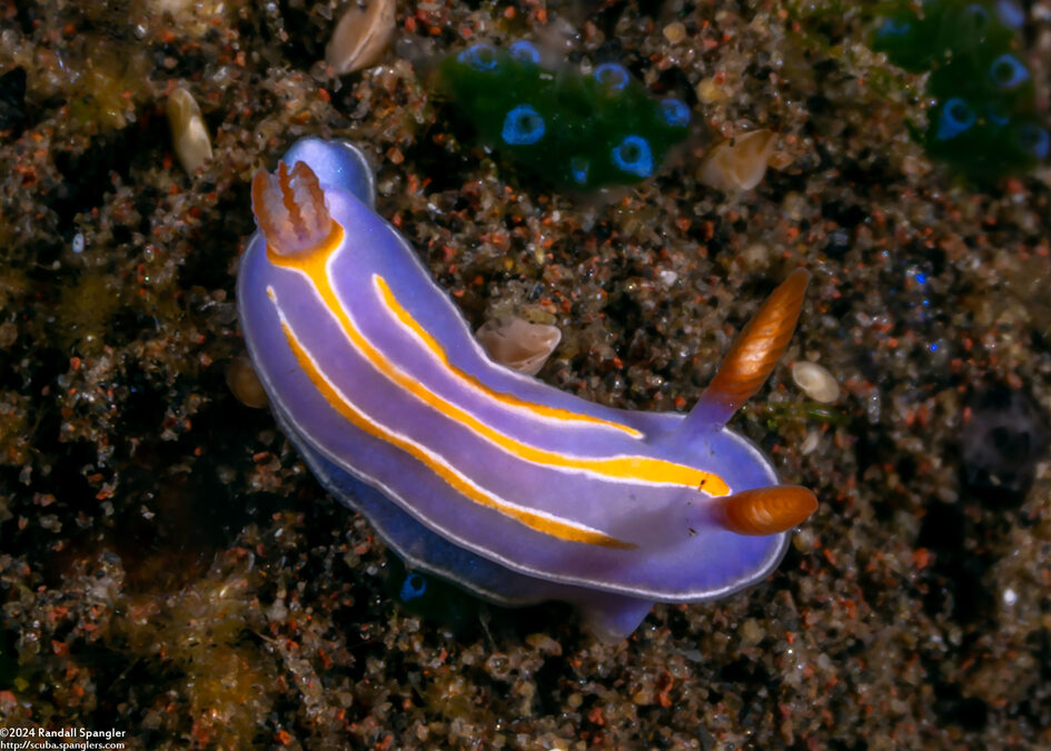 Mexichromis trilineata (Three-Lined Mexichromis)