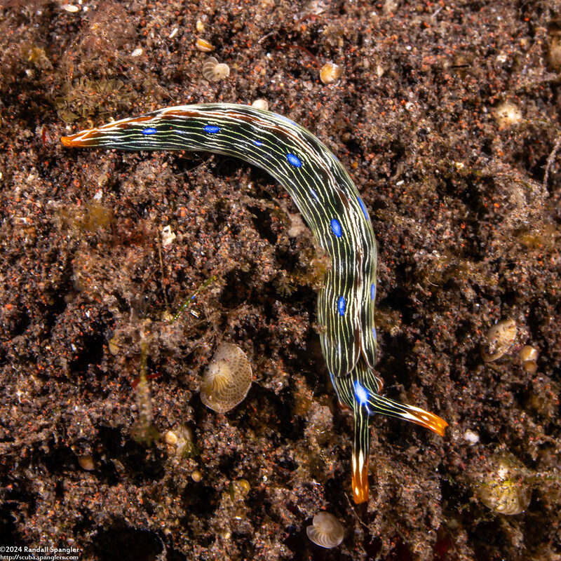 Thuridilla gracilis (Slender Sapsucking Slug)