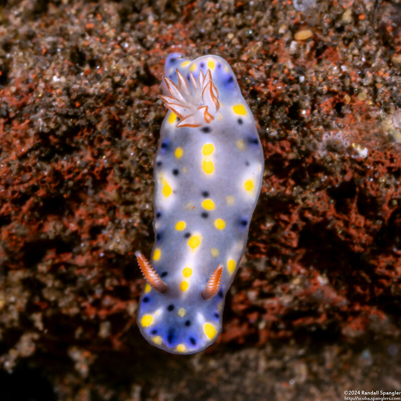 Hypselodoris roo (Roo Hypselodoris)