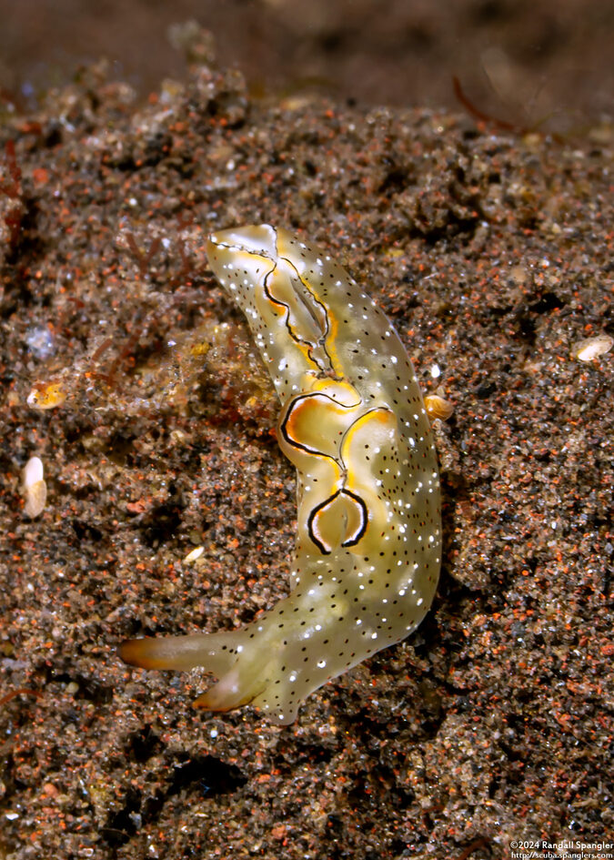 Elysia ornata (Ornate Sapsucking Slug)