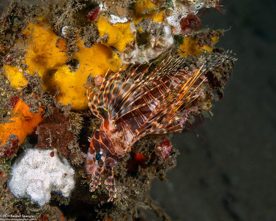 Pterois paucispinula (False Mombasa Lionfish)