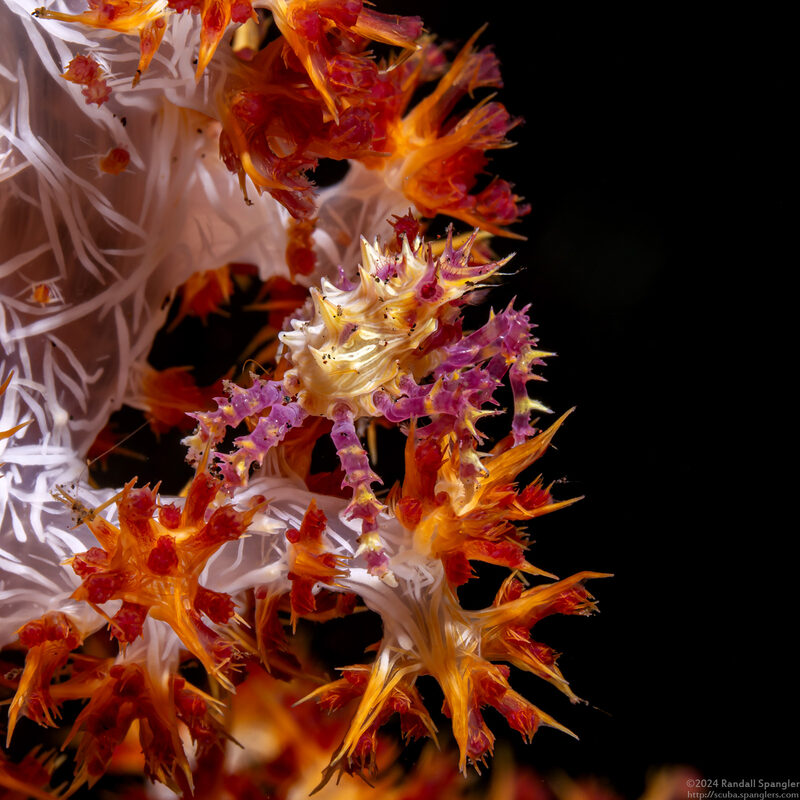 Hoplophrys oatesii (Soft Coral Crab)