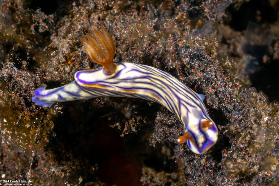 Hypselodoris zephyra (Zephyra Hypselodoris)